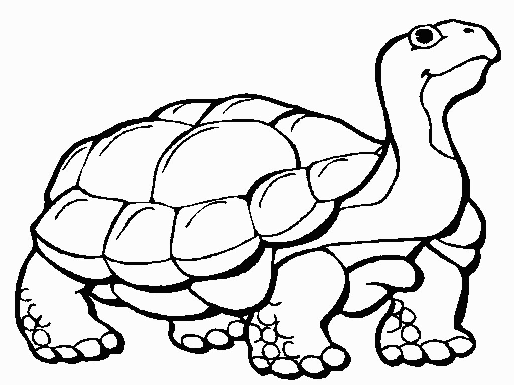 1024x768 Tortoise Coloring Page