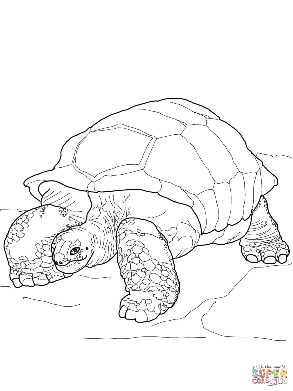 1200x1600 Tortoise Coloring Page