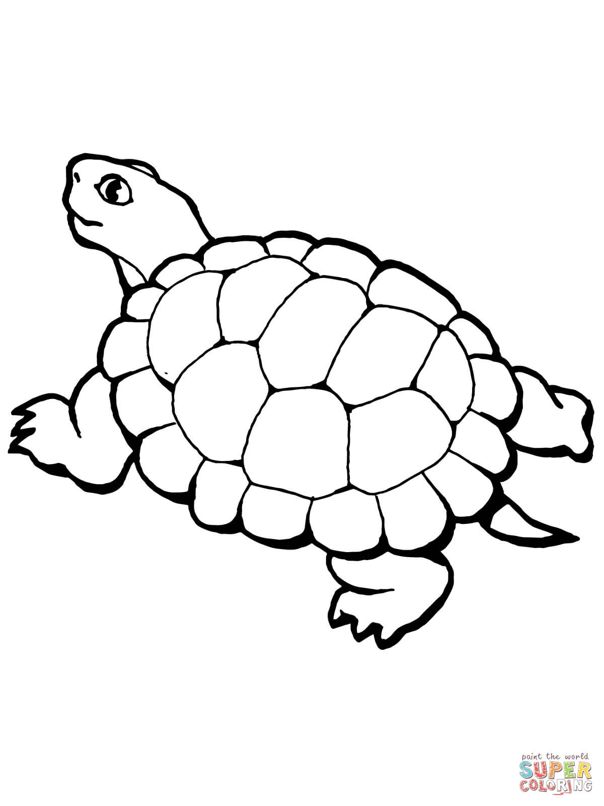 1200x1600 Tortoise Coloring Pages