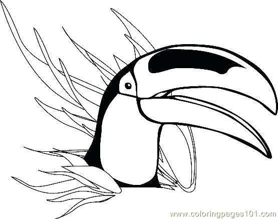 555x437 Toucan Bird Colouring Pages Coloring Page Free Livingtowin Club