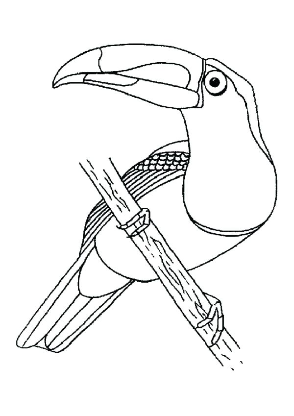 600x849 Toucan Coloring Page Coloring Page Of A Bird Robin Bird Coloring