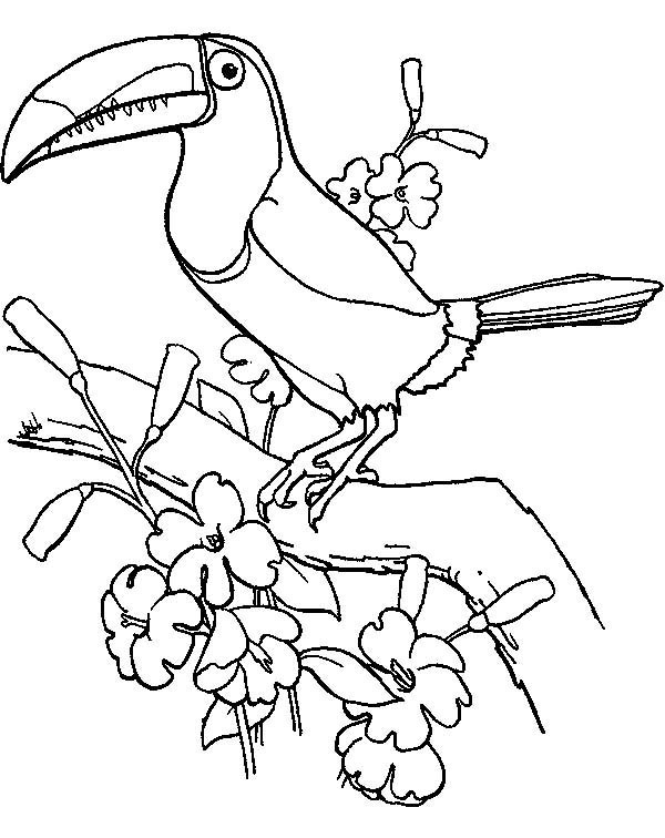 600x756 Toucan Coloring Page New Birds Coloring Pages Coloring Page
