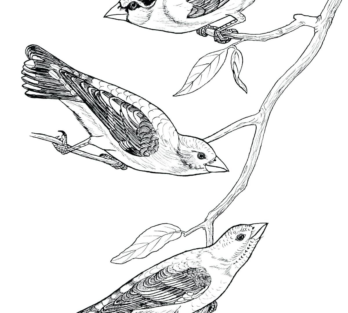 1200x1080 Toucan Coloringges To Print Tocoge Printable For Preschoolers Free