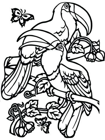 360x480 Toucan Coloring Page