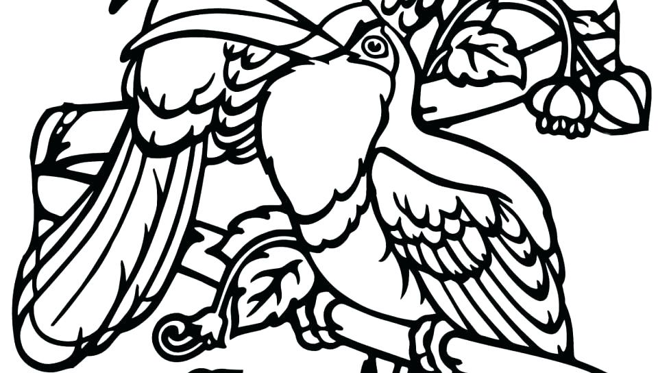 960x544 Toucan Coloring Pages Toucan Coloring Page Sloth Coloring Pages