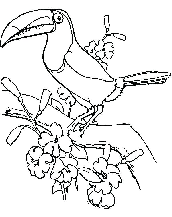 600x756 Bird Colouring Pages Printable Toucan Coloring Page