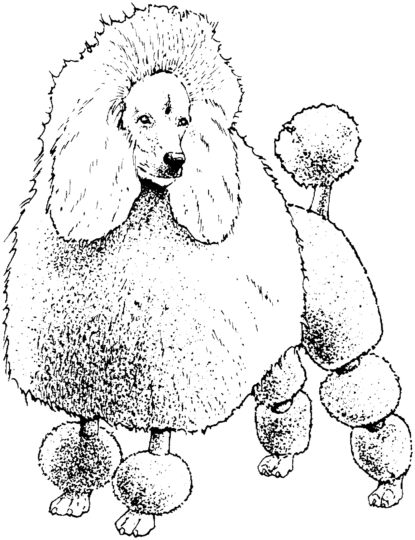 1332x1731 Poodle Colouring Pages