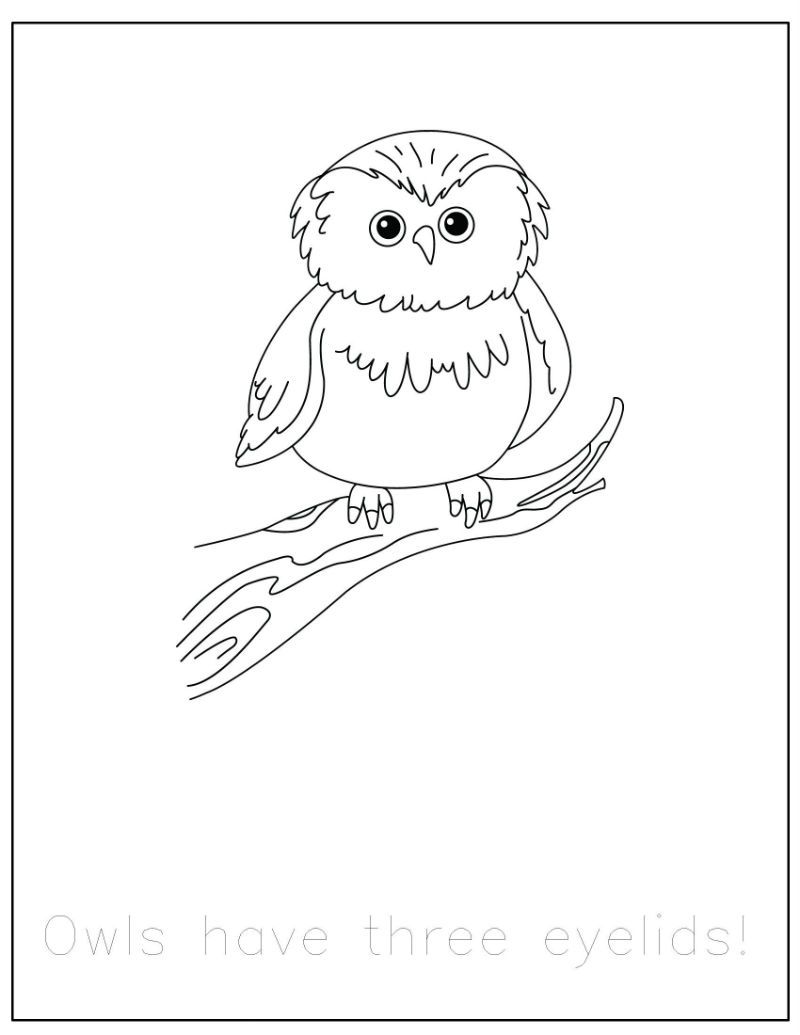 800x1035 Preschool Powol Packets {free} Forest Animals Coloring Pages