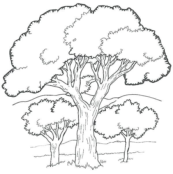 600x603 Tree Coloring Pages Fall Apple Tree Coloring Pages Tree Coloring