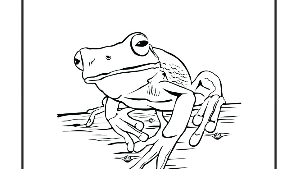 960x544 Life Cycle Of Frog Coloring Page Free Printable Animals A Sheet