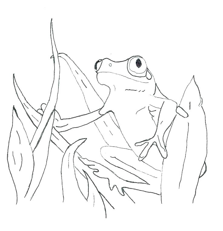 736x764 Tree Frog Coloring Page Red Eyed Tree Frog Coloring Page Red Eyed