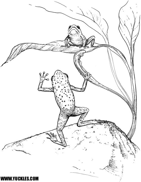 557x720 Tree Frog Coloring Page