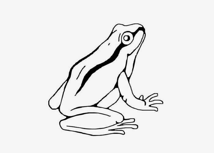 700x500 Tree Frog Coloring Pages Free Coloring Pages And Coloring Books