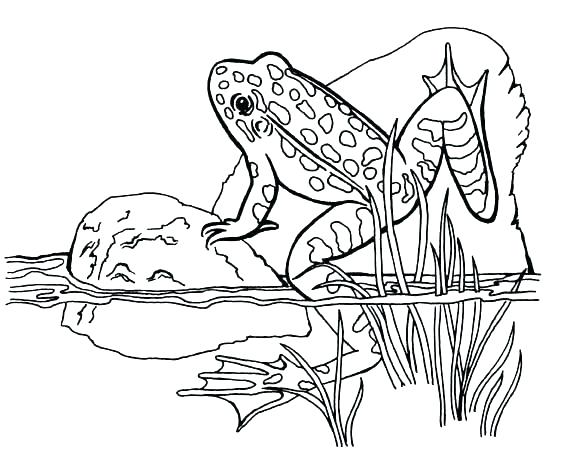 569x450 Coloring Red Eyed Tree Frog Coloring Page Pages Frogs And Toad
