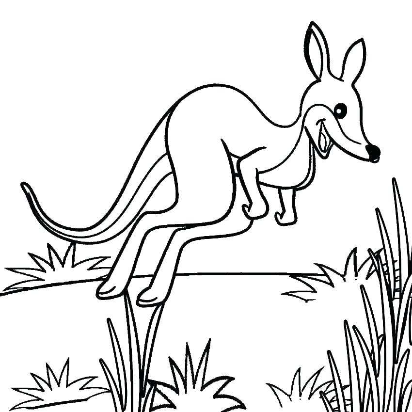 850x850 Kangaroo Coloring Page Tree Kangaroo Coloring Pages