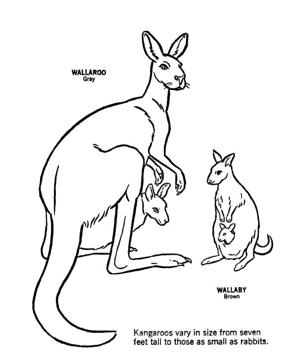 600x734 Kangaroo Coloring Pages Kangaroo Coloring Page Baby Kangaroo