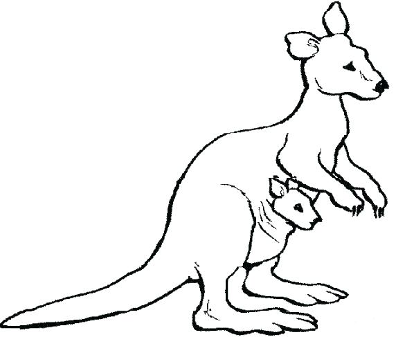 585x487 Kangaroo Coloring Pages Wallaby Brown Kangaroo And Gray Kangaroo