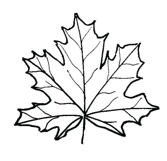 560x540 Leaves Coloring Page Coloring Pages Of Leaves Free Leaf Color