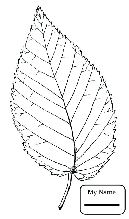 452x765 Tree Leaves Coloring Pages Tree Leaves Coloring Pages Trees Leaves