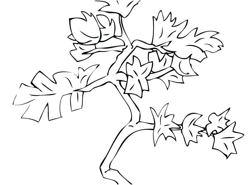 827x609 Coloring Pages Of Trees With Leaves