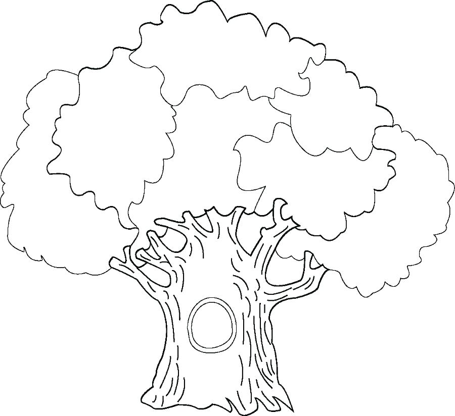 900x824 Coloring Page Tree Coloring Pages Tree Trees Coloring Pages