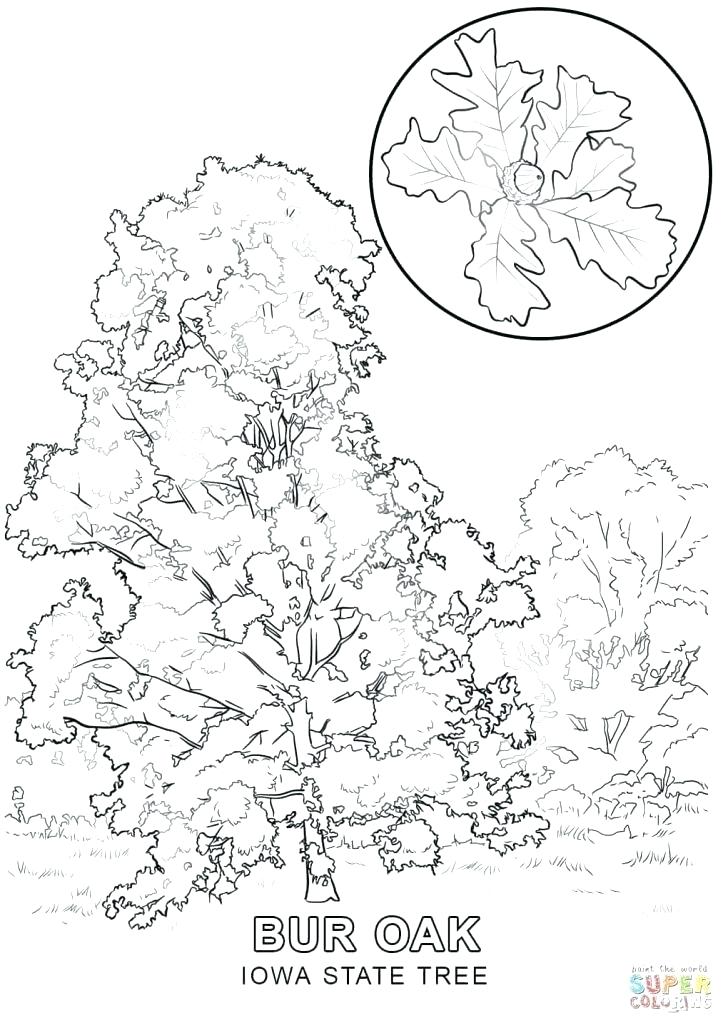 728x1028 Picture Of Tree To Color Family Tree Coloring Pages Printable Free