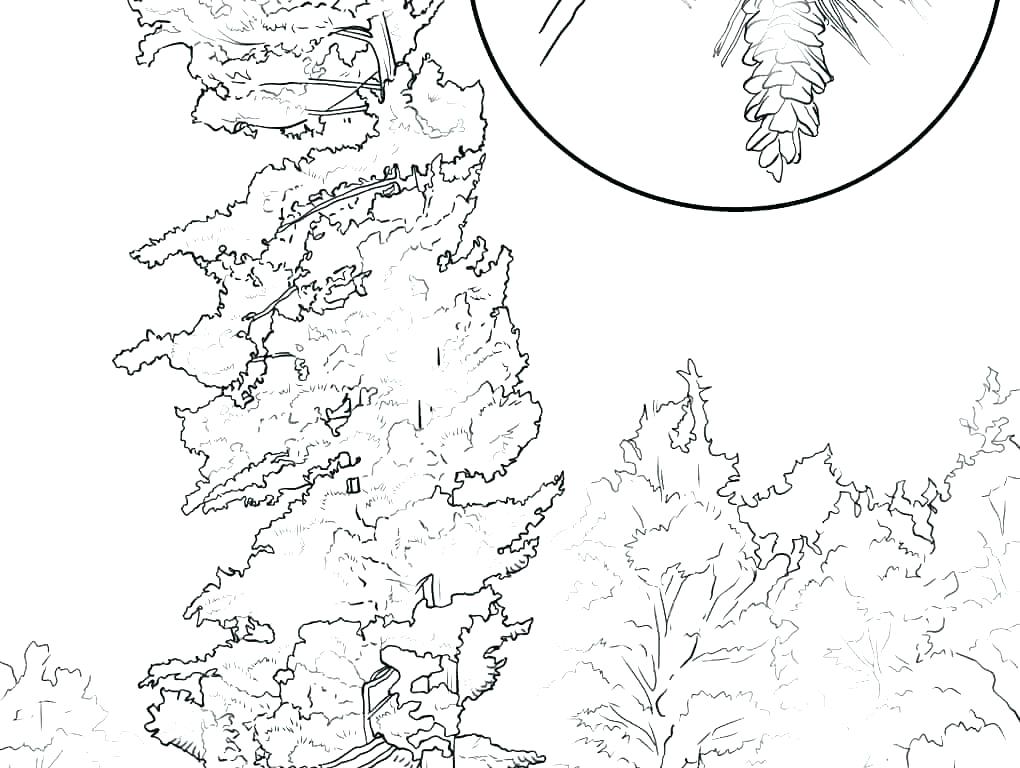 1020x768 Coloring Pages Of Trees Without Leaves