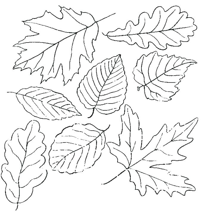 685x726 Tree Leaves Coloring Pages