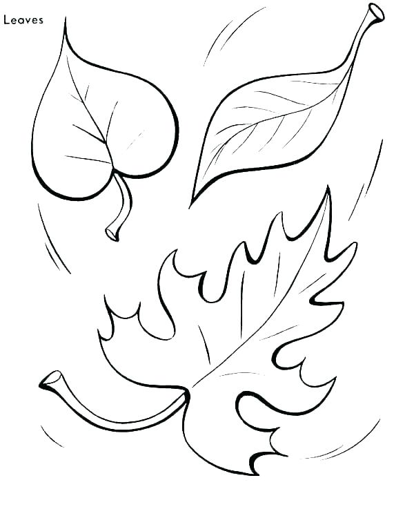 600x734 Tree Trunk Coloring Page