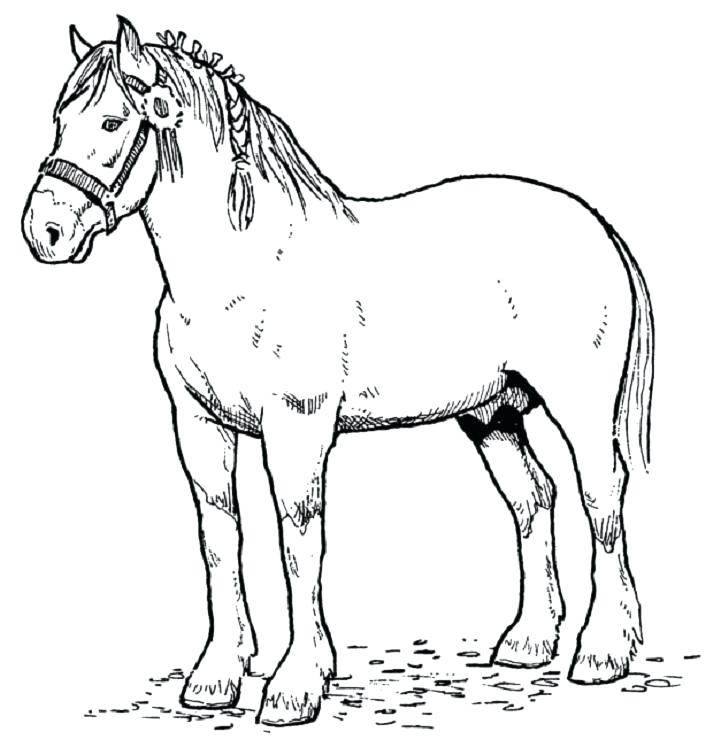 721x747 Coloring Page Horse Wild Horse Online Coloring Coloring Page