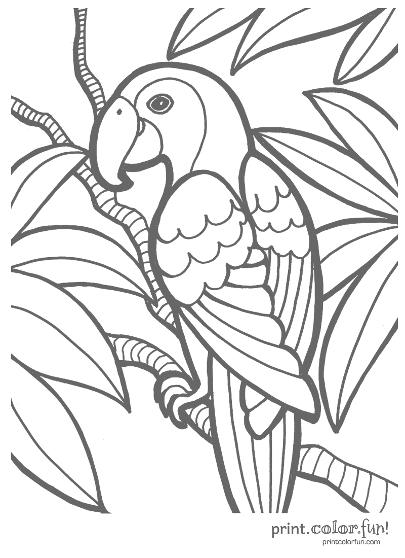 800x1100 New Coloring Pages Free Coloring Pages Download