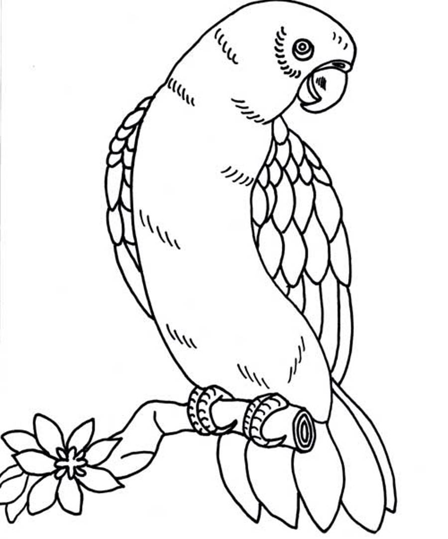 900x1084 Realistic Parrot Coloring Pages Coloring Pages