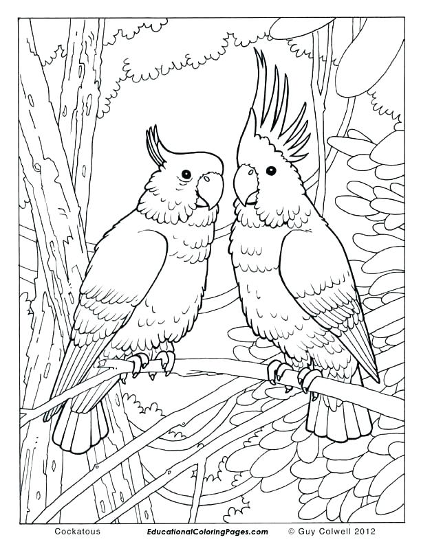 612x792 Tropical Bird Coloring Pages Tropical Coloring Pages Tropical