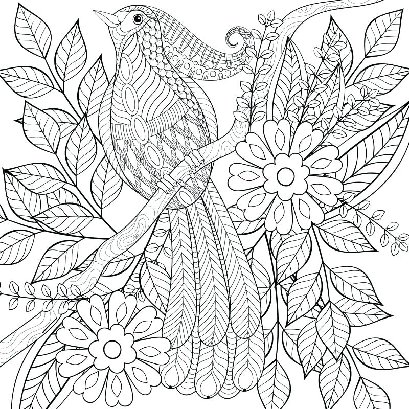 800x800 Birds Coloring Page