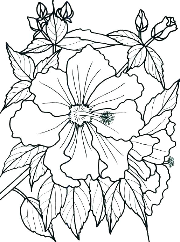 594x800 Rainforest Flowers Coloring Pages