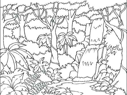 440x330 Tropical Rainforest Coloring Pages Coloring Pages Here Are