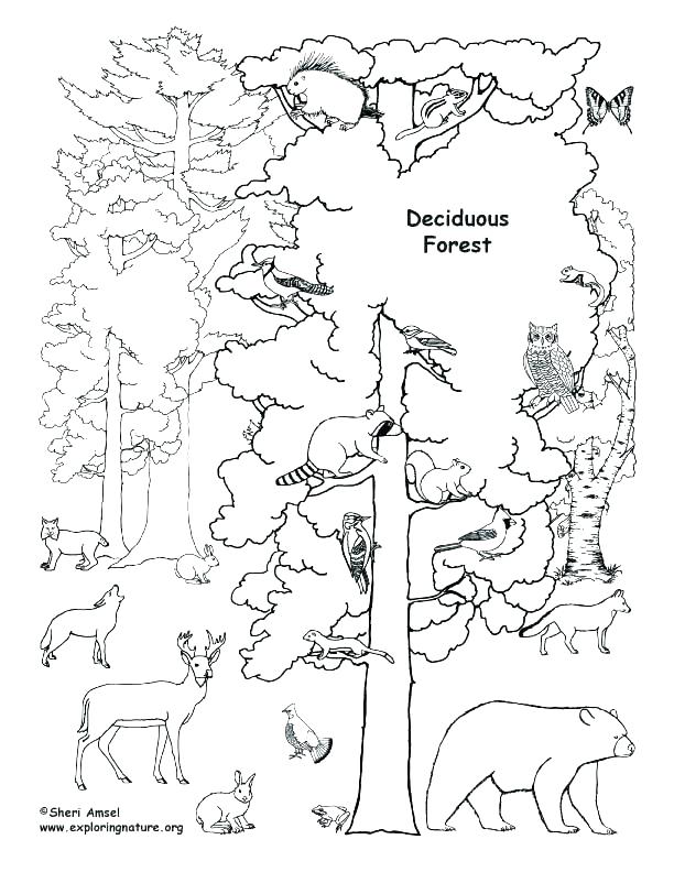 612x792 Forest Coloring Pages Coloring Sheets Forest Coloring Pages
