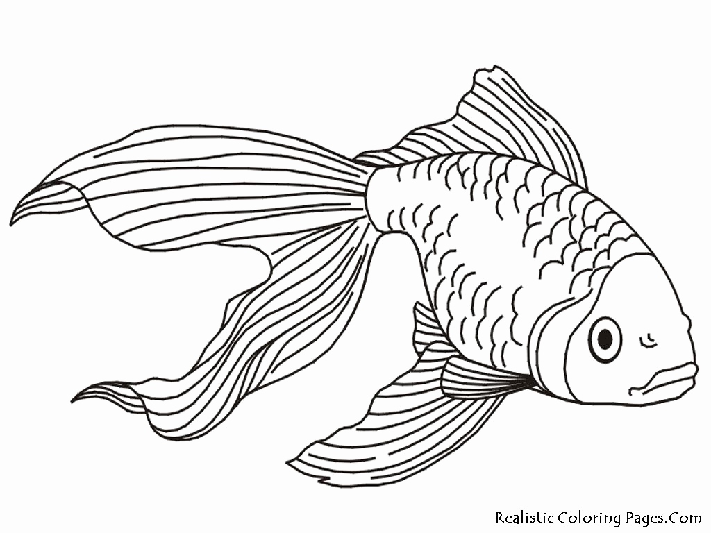 1024x768 Realistic Coloring Pages Beautiful Tropical Fish Coloring Pages