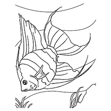 230x230 Top Free Printable Fish Coloring Pages Online