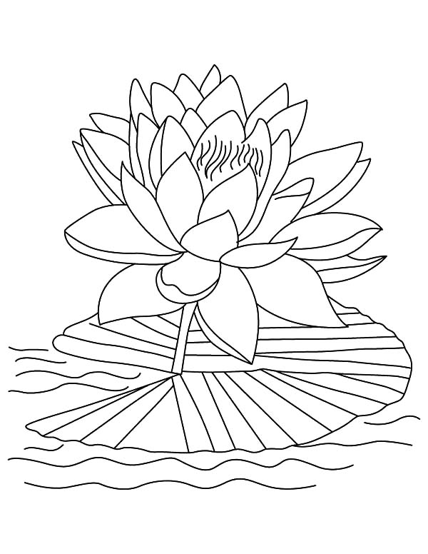 600x776 Lotus Tropical Flower Coloring Pages Batch Coloring