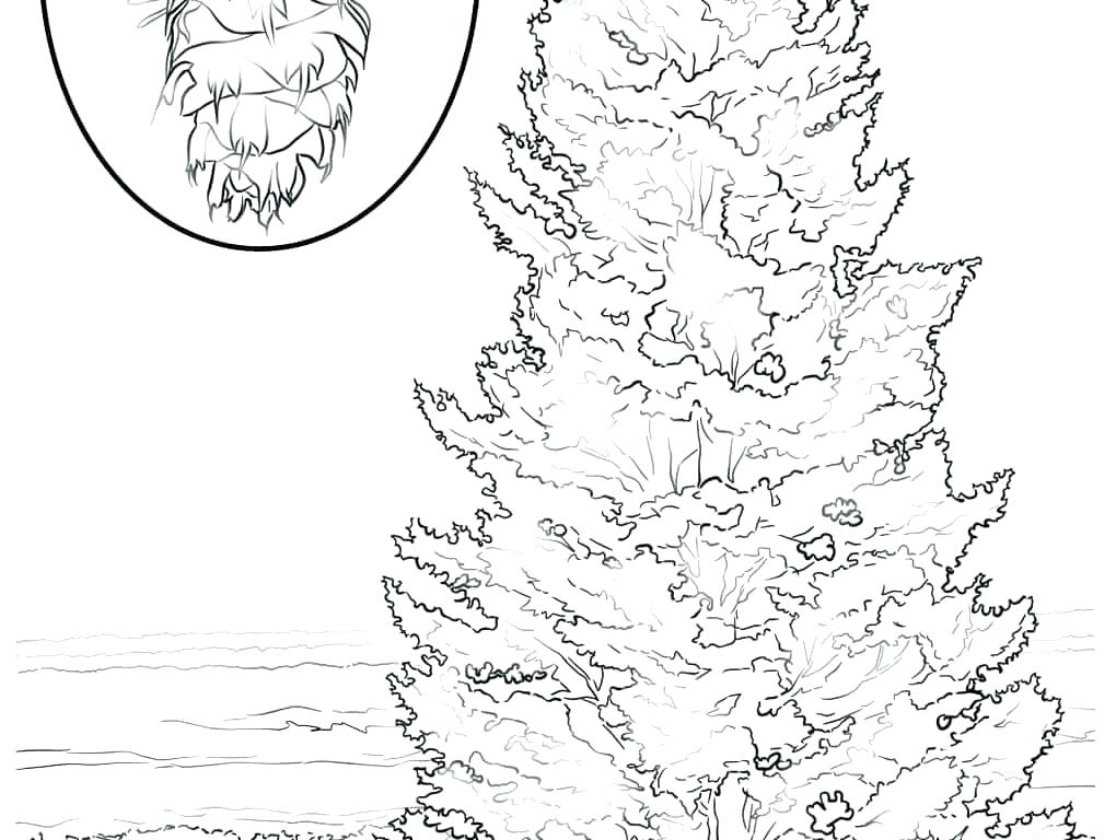 1020x768 Palm Tree Coloring Page Palm Trees Coloring Pages Fall Tree