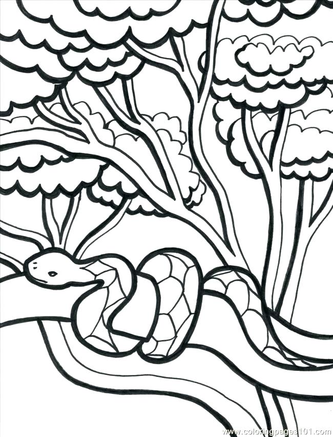 650x852 Rainforest Animal Coloring Pages Coloring Pages Coloring Page N