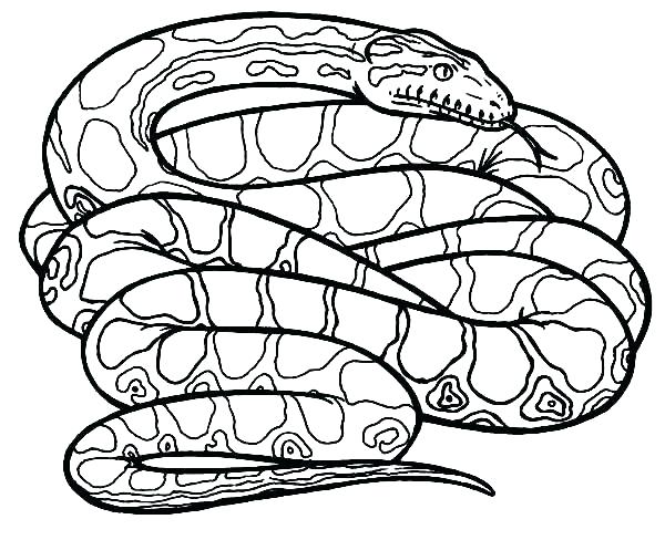 600x488 Animals Coloring Pages Snake Of Snakes Terrific Page Animals