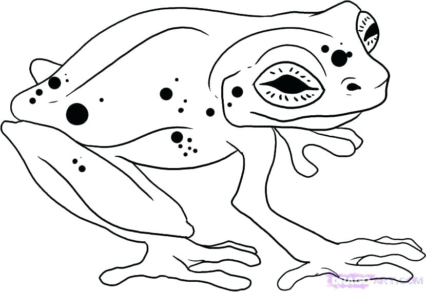 830x570 Rainforest Animals Coloring Pages