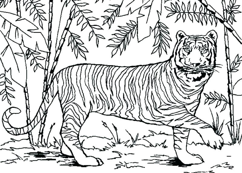 800x574 Coloring Pages Of Animals In The Rainforest Coloring Pages Forest