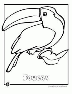231x300 Endangered Toucan Animal Coloring Page For Beavers