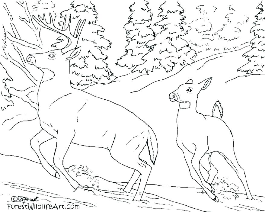 878x702 Forest Animal Coloring Pages Animals Coloring Pages Animals