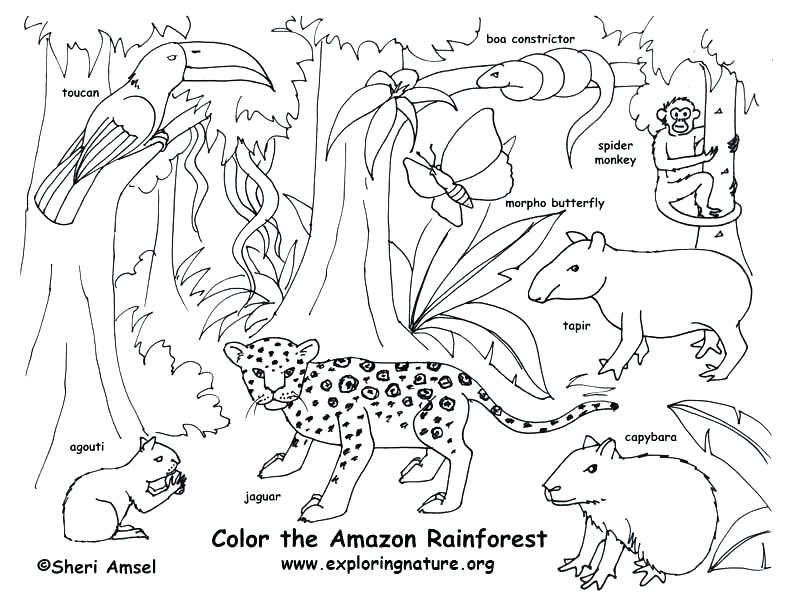 792x607 Lovely Of Coloring Pages Gallery Coloring Pages Coloring Pages