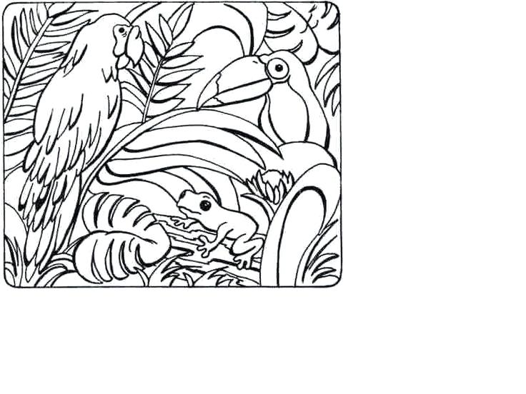 736x552 Printable Rainforest Coloring Pages Drawn Tropical Tropical