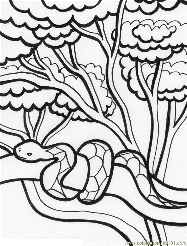 650x852 Rainforest Animal Coloring Pages
